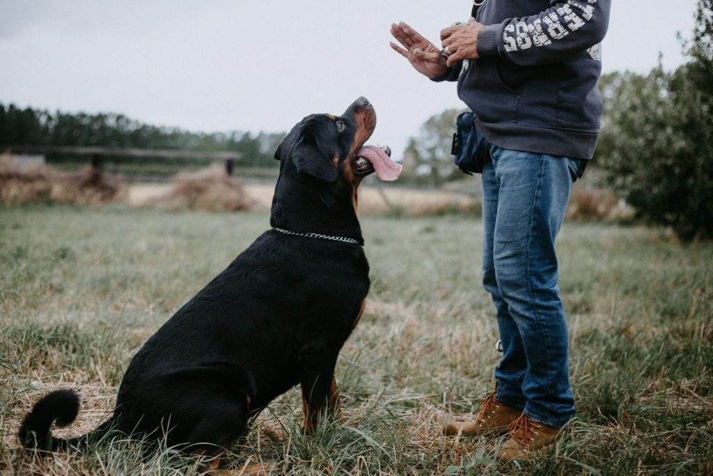 training a Rottweiler to sit
