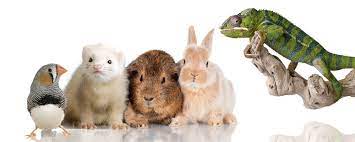bird, ferret, guinea pigs, bunnies, reptile